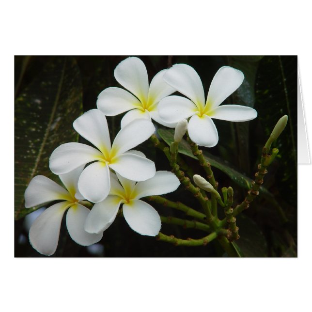 Cartão Plumeria (Frente Horizontal)