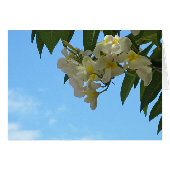 Cartão Plumeria (Frente Horizontal)