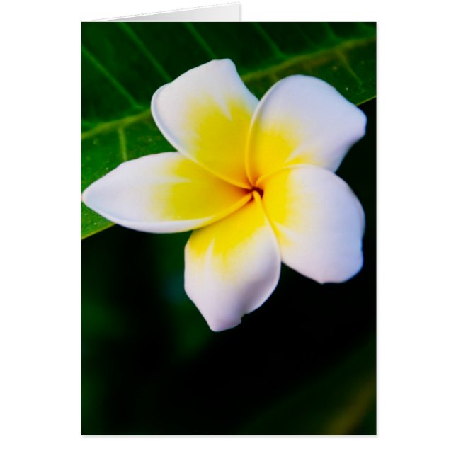 Cartão Plumeria (Frente)