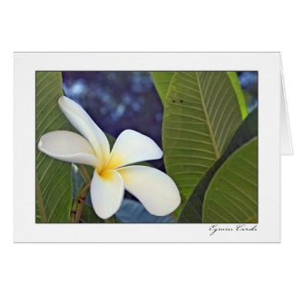 Cartão Plumeria branco