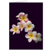 Plumeria floresce em roxo escuro