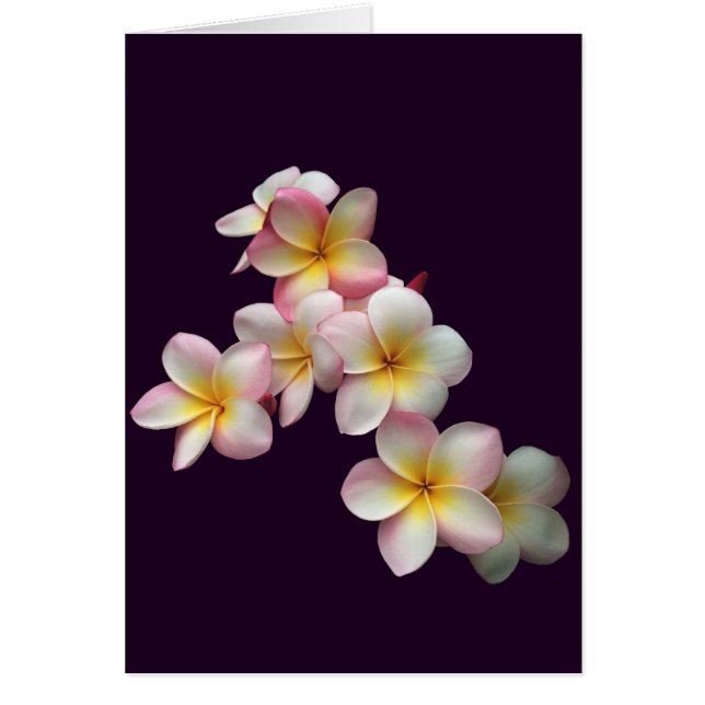 Cartão Plumeria floresce em roxo escuro (Frente)