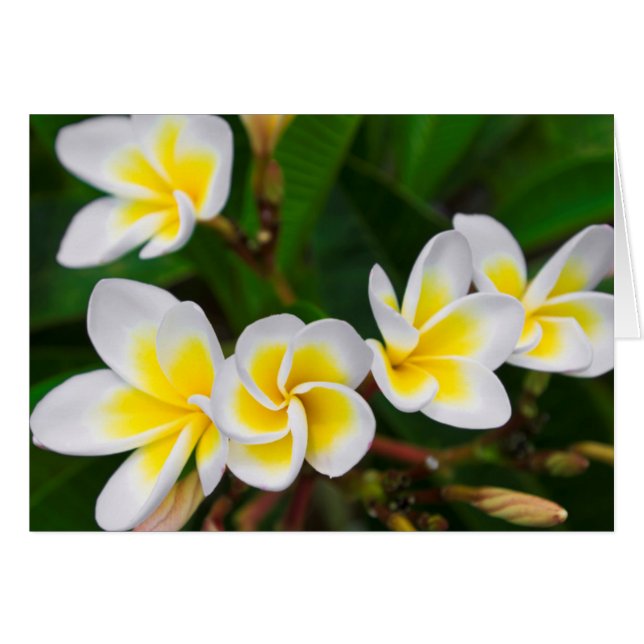 Cartão Plumeria floresce perto, Havaí (Frente Horizontal)