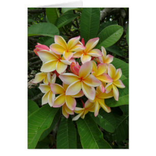 Cartão Plumeria havaiano
