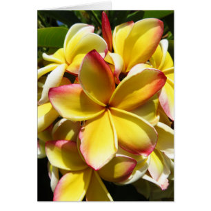 Cartão Plumeria havaiano