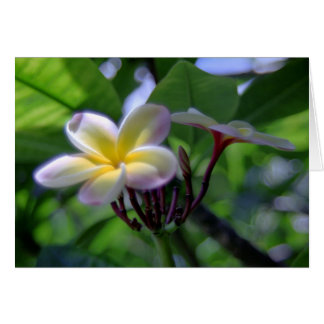 Cartão Plumeria Hawaii