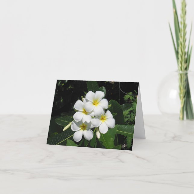 Cartão Plumeria Hawaiian Flower Photo on Note Card (Frente)