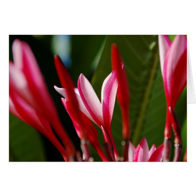 Cartão Plumeria Rosa (Frente Horizontal)