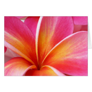 Cartão Plumeria Rosa Frangipani Hawaii Flor Havaiano