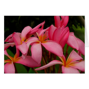 Cartão Plumeria - Rosa Selvagem de Ace