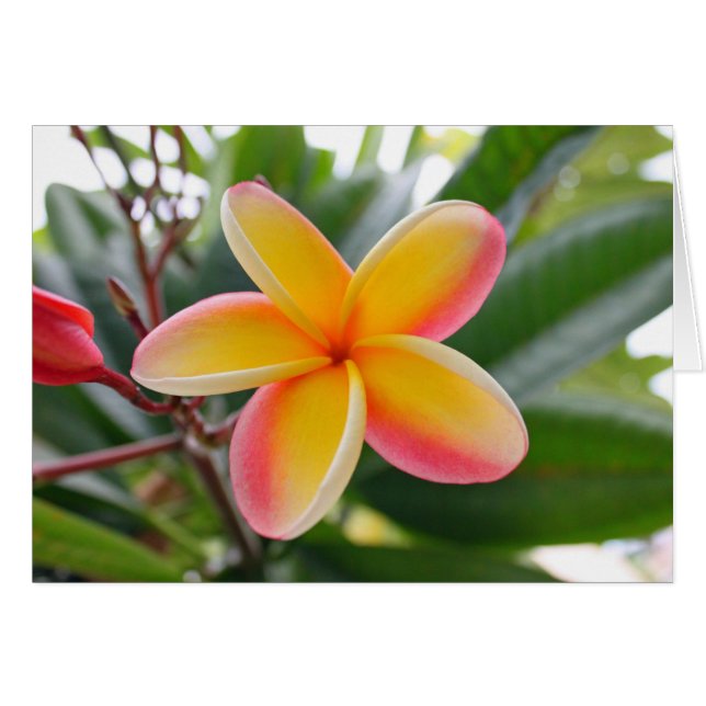 Cartão Plumeria Vermelha e Amarela 1 (Frente Horizontal)