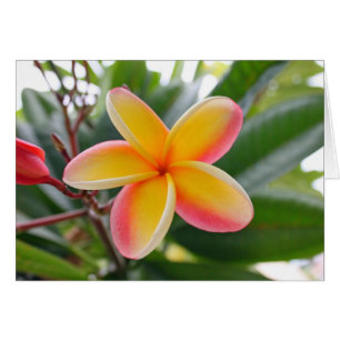 Cartão Plumeria vermelho e amarelo 1