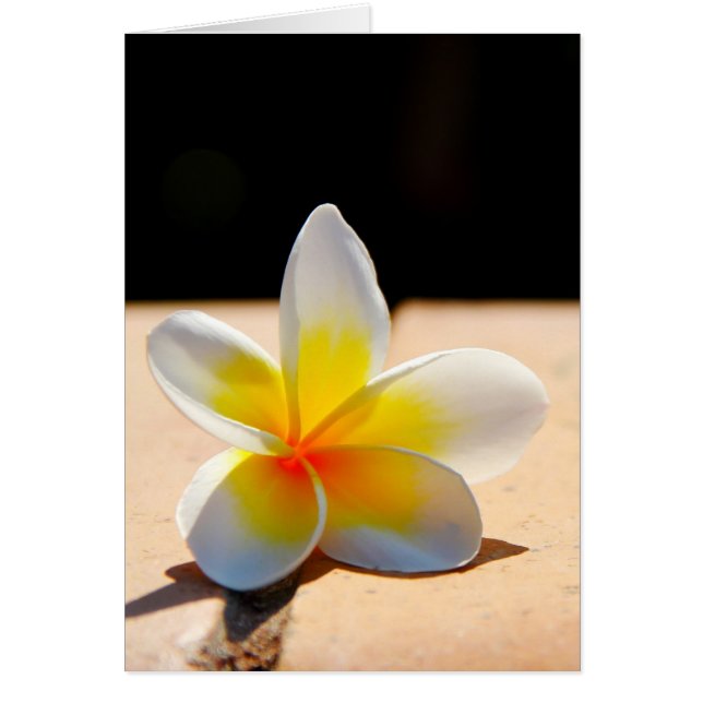 Cartão Plumérias (Frente)