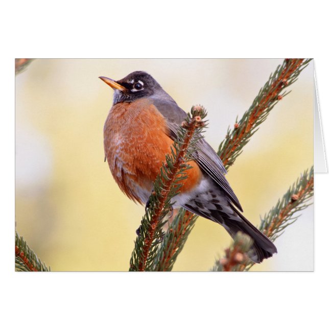 Cartão Plump Robin (Frente Horizontal)