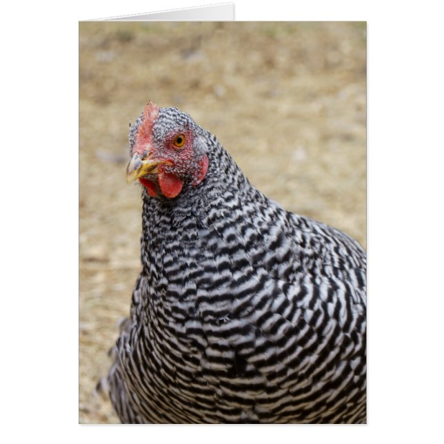Cartão Plymouth Barred Rock Hen Fotografia (Frente)