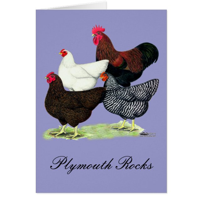 Cartão Plymouth Rock Quartet (Frente)