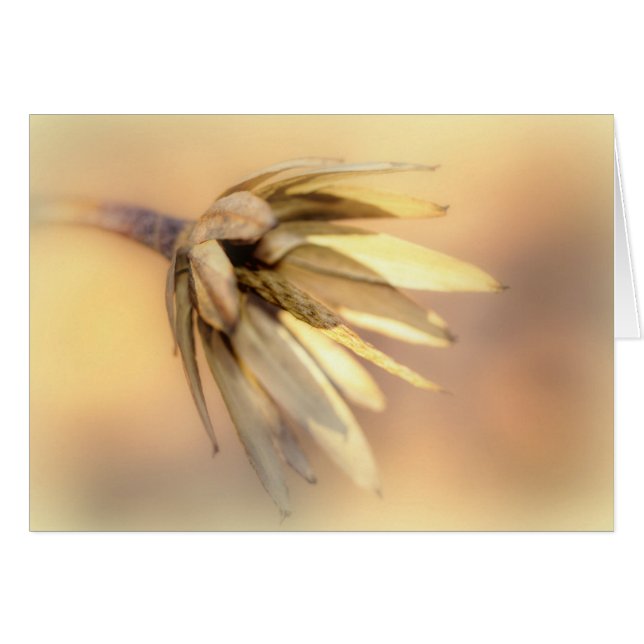 Cartão Pod de Semente Vazia do Poplar (Frente Horizontal)