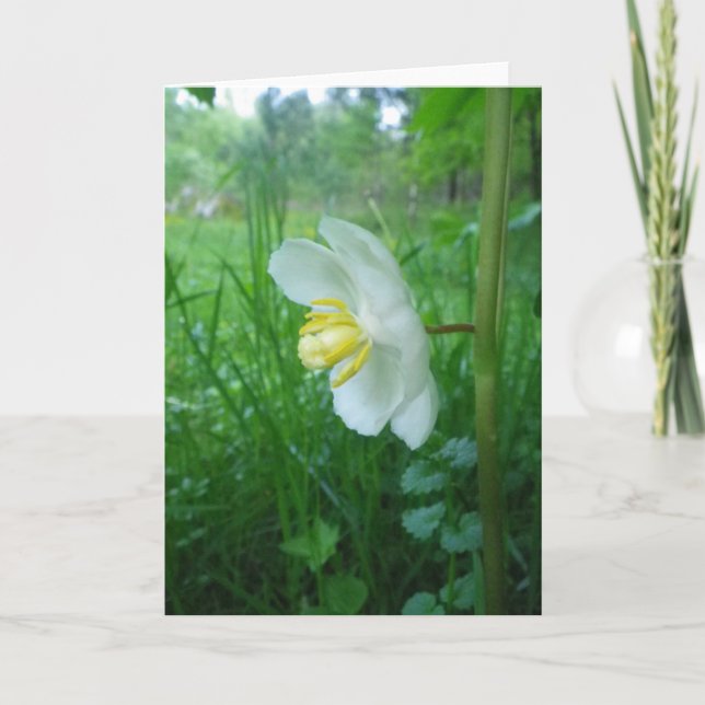 Cartão Pode Apple Blossom Card (Frente)