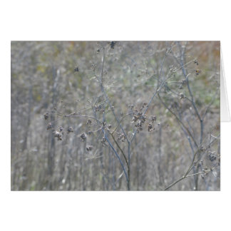 Cartão Point Reyes, Ca