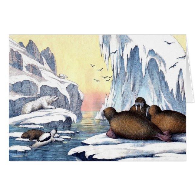 Cartão Polar Bears, Walrus, And Seals (Frente Horizontal)