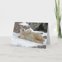 Polar Play