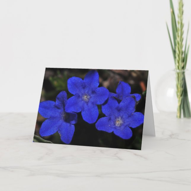 Cartão Polemonium Greeting Card (Frente)