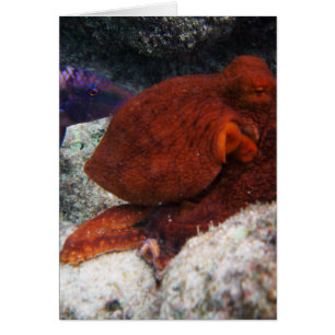 Cartão Polvo de Havaí