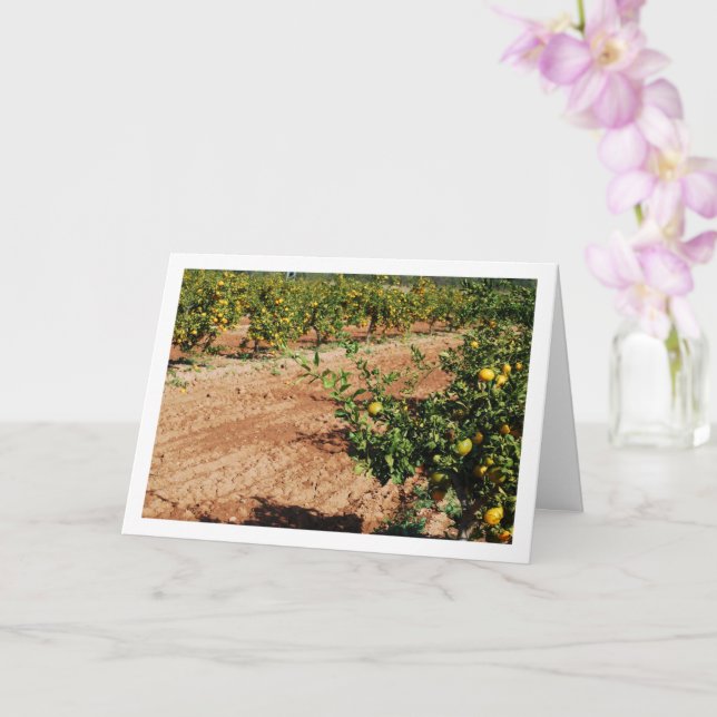 Cartão Pomar-de-árvore-laranja-mandarino (Orquídea)