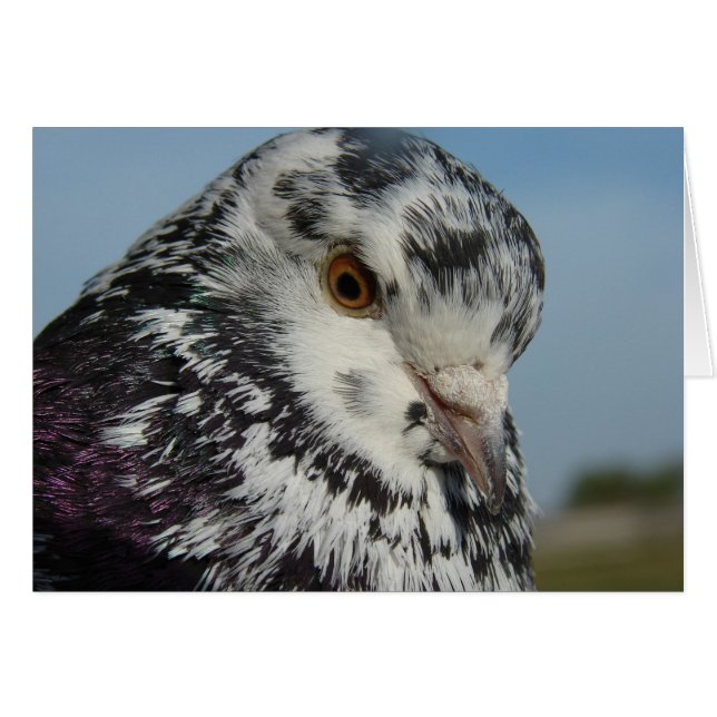 Cartão Pombo (Frente Horizontal)