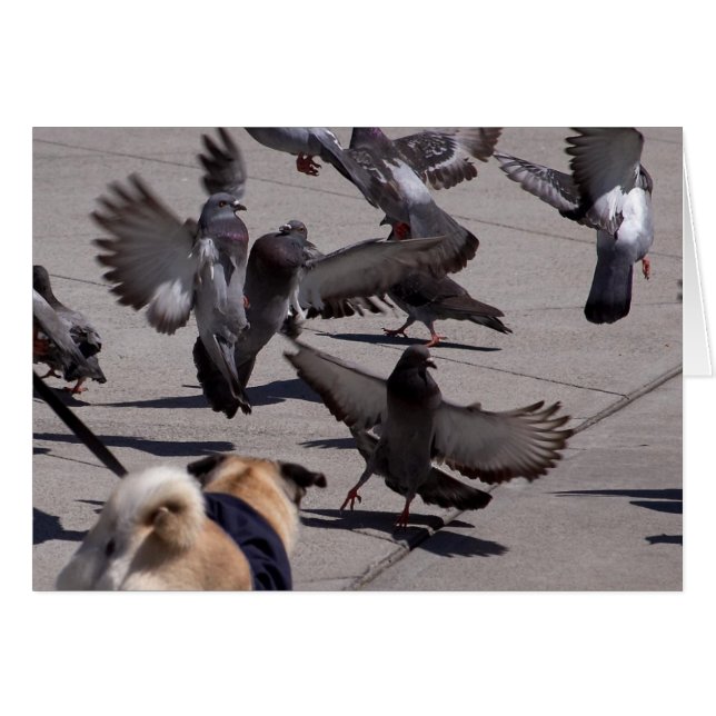 Cartão Pombo (Frente Horizontal)