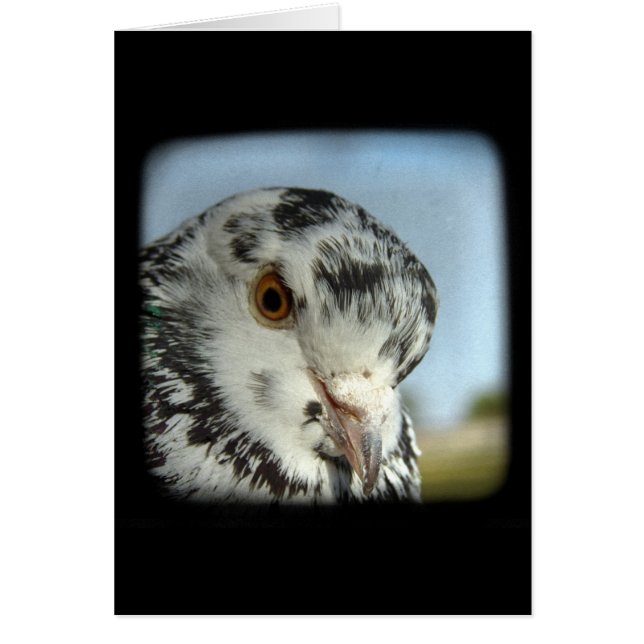 Cartão Pombo bonito (Frente)