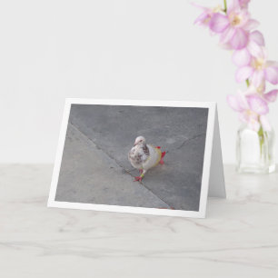 Cartão Pombo Colorido no Mosteiro de San Miguel