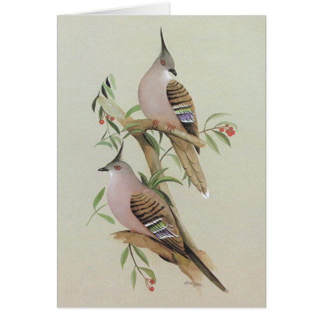 Cartão Pombo com crista - lophotes de Ocyphaps (Frente)