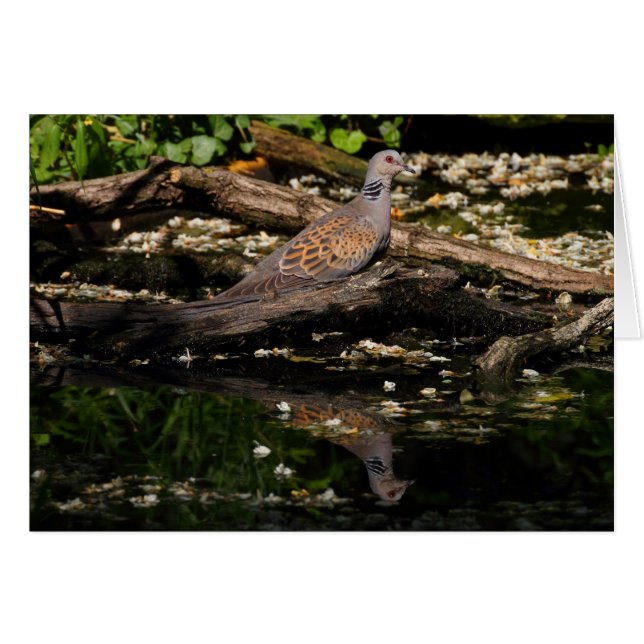 Cartão Pombo-tartaruga europeia (Frente Horizontal)