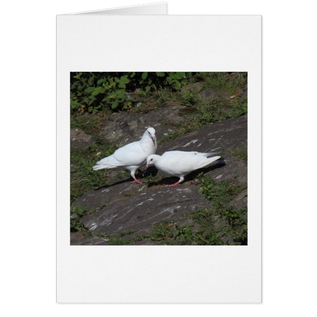 Cartão Pombos Brancos (Frente)