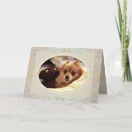 Cartão Pomerânia e ursinho de peluche ganham bem