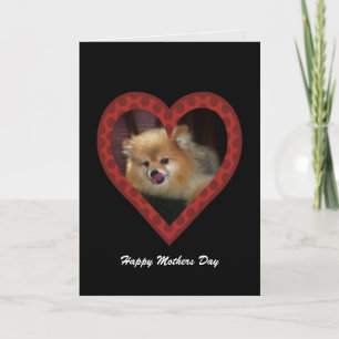Cartão Pomeranian: Mothers Day Card