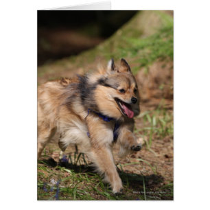 Cartão Pomeranian que funciona com chicote de fios sobre