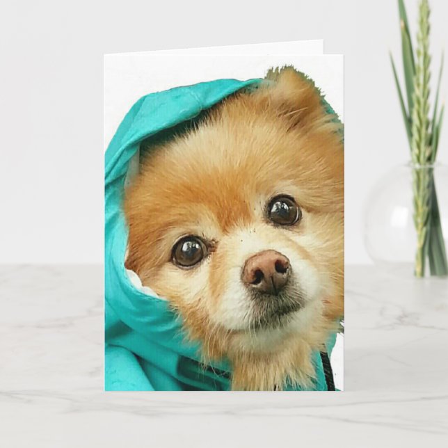 Cartão Pomeranian Raincoat # (Frente)