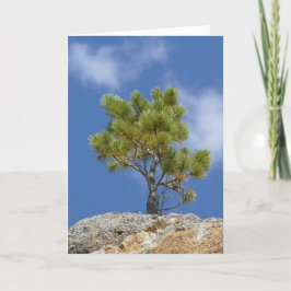 Cartão Ponderosa Pine Tree, Custer, SD -