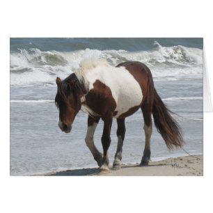 Cartão Pônei da ilha de Assateague