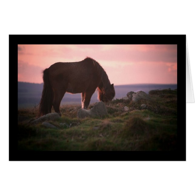 Cartão Pônei de Dartmoor no por do sol (Frente Horizontal)
