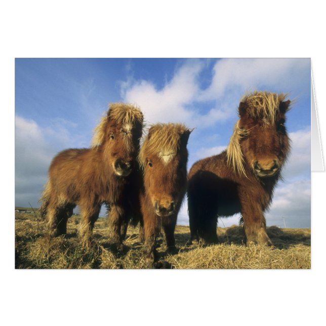 Cartão Pônei Shetland, parte continental das Ilhas Shetla (Frente Horizontal)