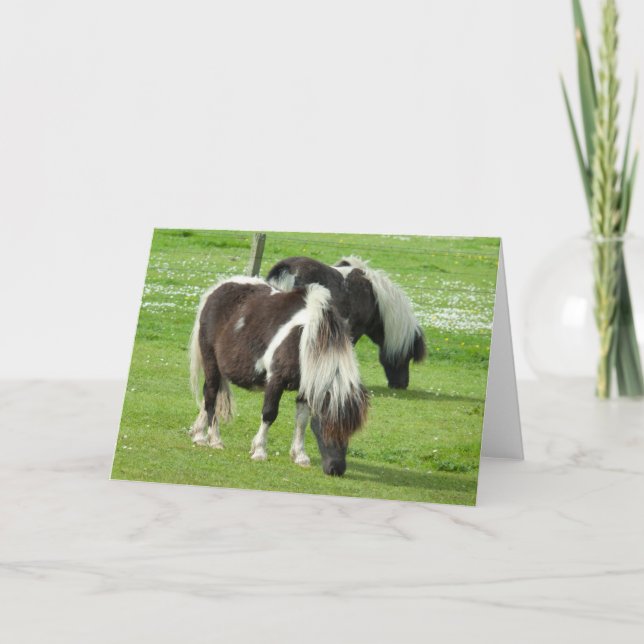 Cartão Pôneis pintados Shetland de raça pura (Frente)