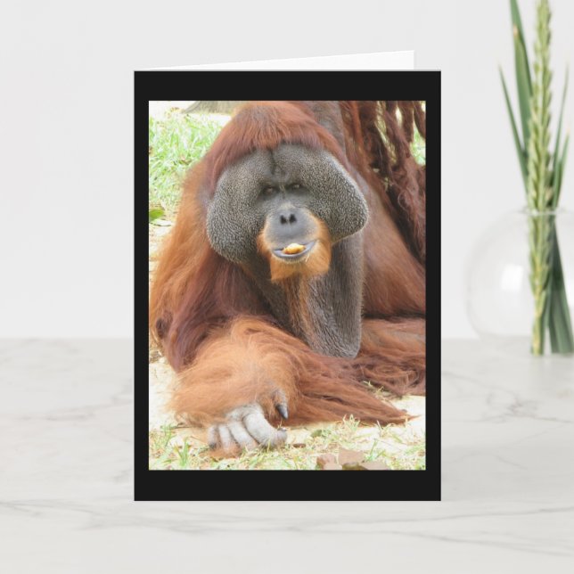 Cartão Pongo Orangutan Ape Greeting Card (Frente)
