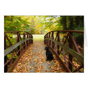 Cartão ponte com Cole