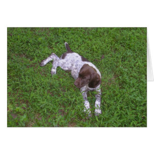 Cartão Ponteiro de Baixo-Cabeado Alemão Puppy na Grama