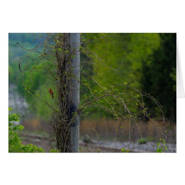 Cartão Ponto De Vermelho (Frente horizontal)