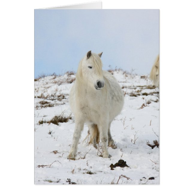 Cartão Pony (Frente)