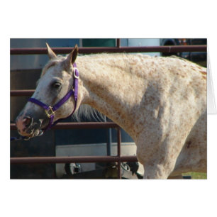 Cartão Pony das Américas